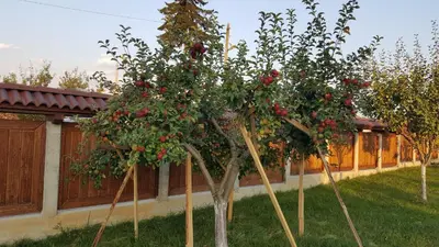 a row of apple trees in a garden at Gostnici Holiday Home in Razlog