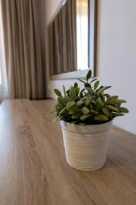 a plant in a white pot sitting on a table at La Casa Hotel in Tsigov Chark