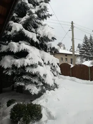 a snow covered pine tree in front of a fence at Guest House Diva Reka in Beli Iskar