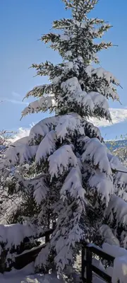 a snow covered pine tree with snow on it at Chepelare Holiday Guest House in Chepelare