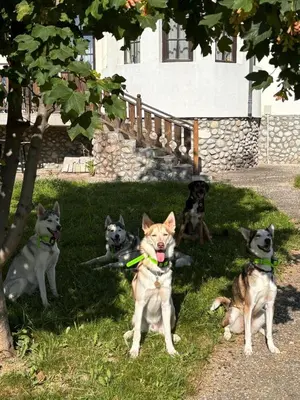 a group of four dogs sitting in the grass at Pinerose Resort in Bansko