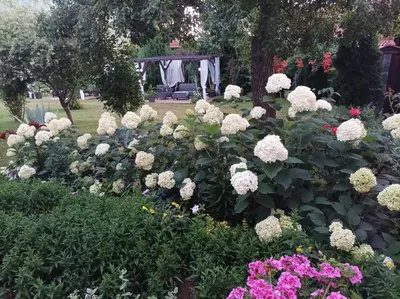 a garden of white flowers with a gazebo in the background at Guesthouse Dida in Sapareva Banya