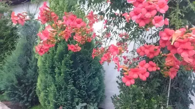 a bunch of red flowers on a wall at Guesthouse Dida in Sapareva Banya