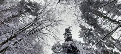 a forest with snow covered trees and branches at Villa Vanessa Koprivki Area in Tsar Kaloyan