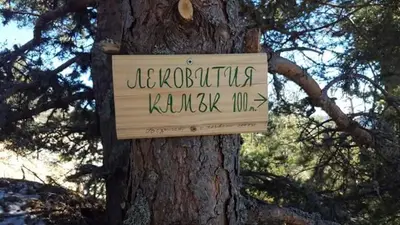 a sign on a tree that reads ecological kombuchaucha kucha at Complex Pele in Zmeitsa