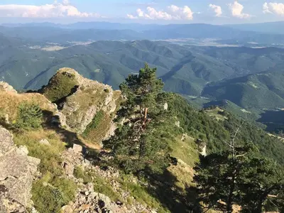 a tree on the side of a mountain at MIDAS - Borov Park in Velingrad
