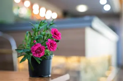 a black vase with pink flowers sitting on a table at Devin Spa Hotel in Devin