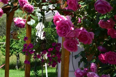 a bunch of pink roses hanging from a fence at Villa Kabasanov in Smolyan