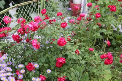 a garden filled with red roses and other flowers at Vila Venera in Velingrad