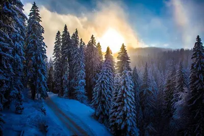 a winter forest with snow covered trees and the sunset at Sunny Hills Ski&Wellness in Pamporovo