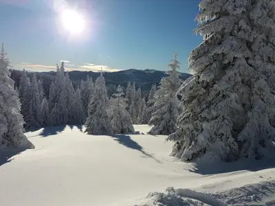 a snow covered forest with snow covered trees and the sun at Studio in Hotel Laplandia in Pamporovo