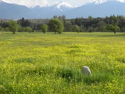 a dog in a field of grass with mountains in the background at Pripetzite Hotel in Godlevo