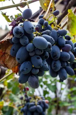 a bunch of grapes hanging from a tree at Apartment R. Dermendzhiev in Melnik