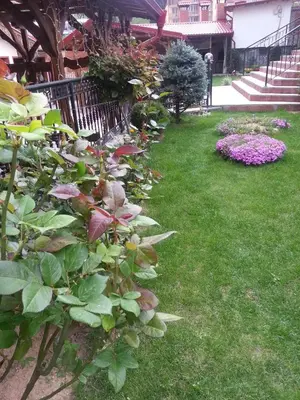 a garden with a row of plants and flowers at Family Hotel Yola in Chepelare