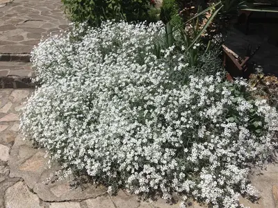 a pile of white flowers in a garden at Старата Тонина къща in Dobrinishte