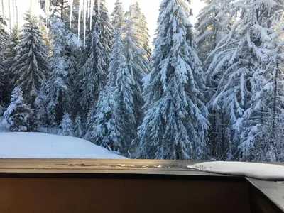 a view of snow covered trees from a window at Borovets Chalets in Borovets