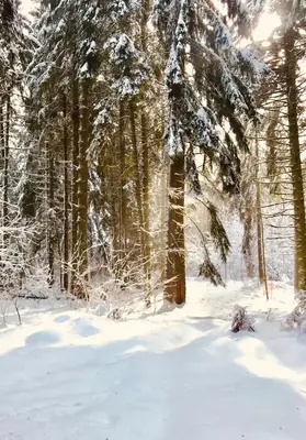 a forest covered in snow with trees in the background at Borovets Chalets in Borovets