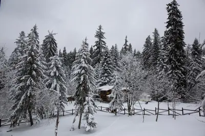 a group of trees covered in snow with a house at Victoria Hotel Borovets - Free Parking in Borovets