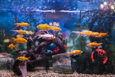 a large aquarium filled with lots of gold fishes at Elegant Lux Hotel in Bansko