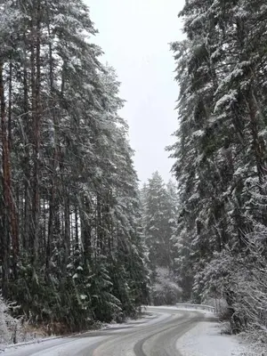 a snow covered road with trees on the side at Evelina Palace Hotel in Bansko