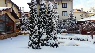 a snow covered tree in front of a building at Evelina Palace Hotel in Bansko