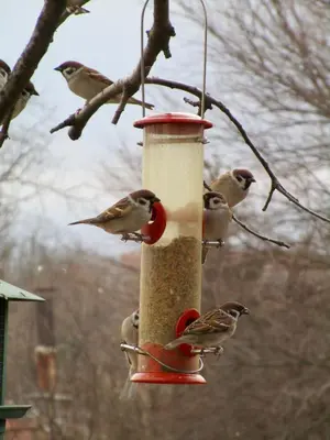 a group of birds sitting on a bird feeder at Lavender Lodge in Rupkite