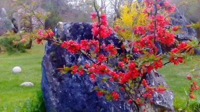 a painting of a tree with red flowers on a rock at Omaya Eco Village in Gaytaninovo
