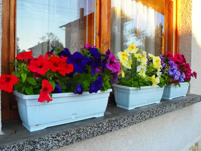 three flowers in white pots on a window sill at Орбелус in Govedartsi