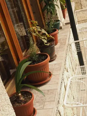 a row of potted plants on a balcony at Орбелус in Govedartsi