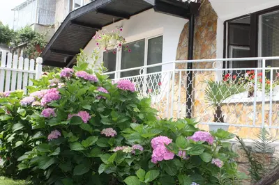 a bush of pink flowers in front of a house at Andro Apartments in Sofia