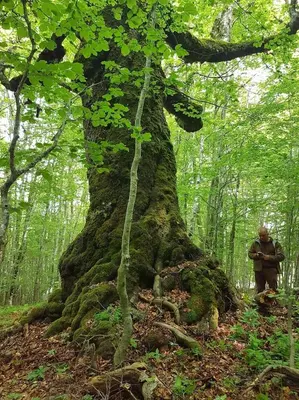 a man standing next to a large tree at Къща за гости 