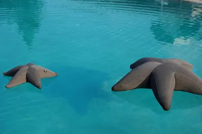 two fake sharks swimming in the water at Kamengrad Hotel & SPA in Panagyurishte