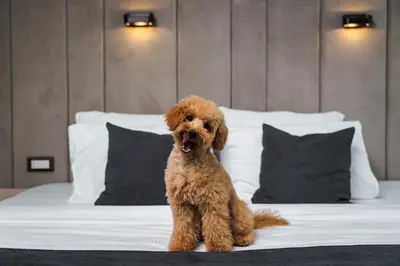 a small brown dog sitting on a bed at Medite Spa Resort and Villas in Sandanski