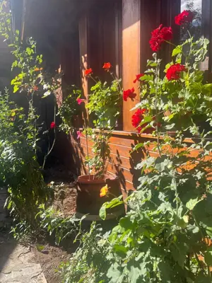 a garden with red flowers and plants in front of a house at Guest House Roden Dom in Koprivshtitsa
