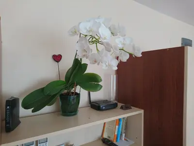 a plant sitting on top of a book shelf at Park Apartments & Rooms Popovi in Sandanski