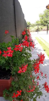 a row of red flowers in a pot next to a wall at Guest House Ideal in Sapareva Banya