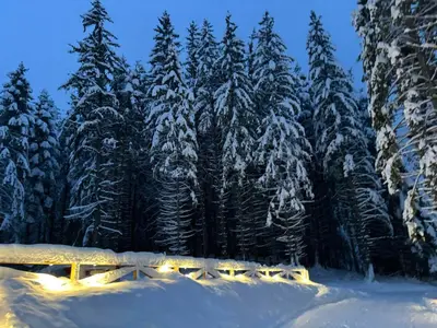 a snow covered forest with christmas lights on trees at Algara hut in Panichishte