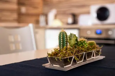 a couple of plants sitting on top of a table at RIVERSIDE APARTMENTS PLOVDIV with free parking in Plovdiv