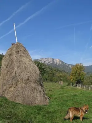 a cat standing next to a pile of hay in a field at Villa Cherven in Teteven