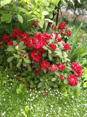 a bunch of red flowers in a garden at Guesthouse Elizabeth in Samokov
