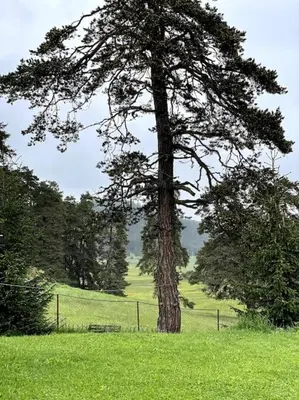 a large pine tree in a field with a fence at Vila Katerina in Yundola