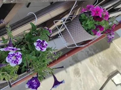 a balcony with purple flowers in a basket at IGLIKA 2 SNOWY NIGHT V18 in Borovets