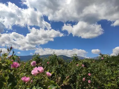 a field of pink flowers under a cloudy sky at Стаи за гости - Къща ТОНЧЕВИ in Kalofer
