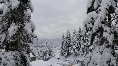 a group of trees covered in snow on a mountain at Апартамент Мия Deluxe in Velingrad