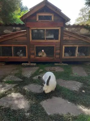 a white rabbit is standing in front of a house at Семеен Хотел Хайдутите in Sandanski