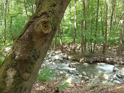 a tree next to a creek in the woods at Семеен Хотел Хайдутите in Sandanski