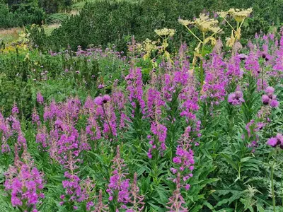 a field of purple flowers in a field at Flora Apartments TMF in Borovets