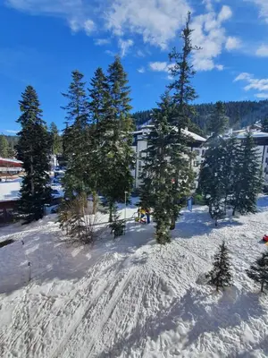 a group of trees in the snow in front of a building at Flora Apartments TMF in Borovets