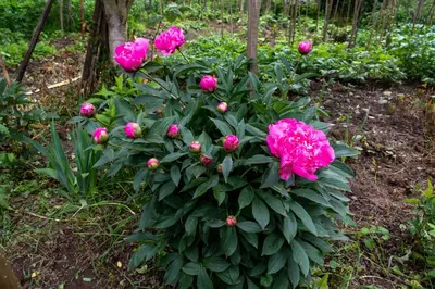 a bunch of pink roses in a garden at Guest House Markovi in Govedartsi