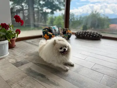 a small white dog sitting on a floor at Farmhopping Village in Dobărsko